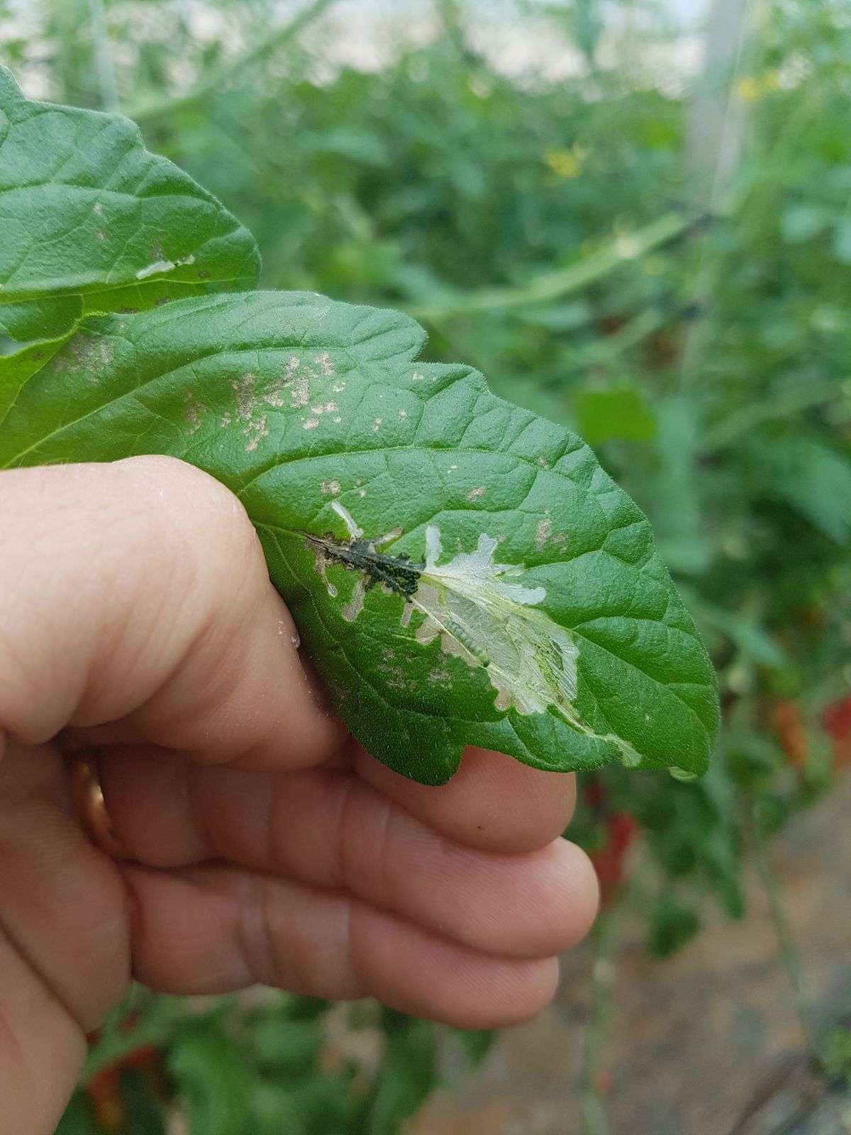 Immagine di Pomodoro con Minatrice fogliare (probabilmente Tuta absoluta)